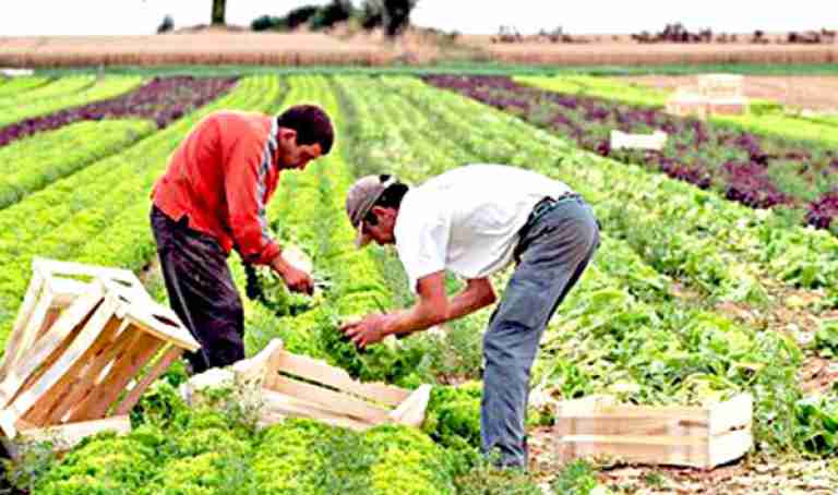 3198 فلاحا مسجلا لدى «كاسنوس»