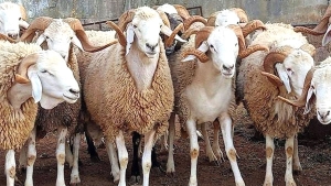 أضاحي العيد لمن استطاع والعجول بديل متاح