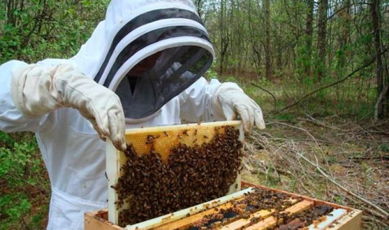 توسع مجال الاستثمار في شعبة الفلين وتربية النحل