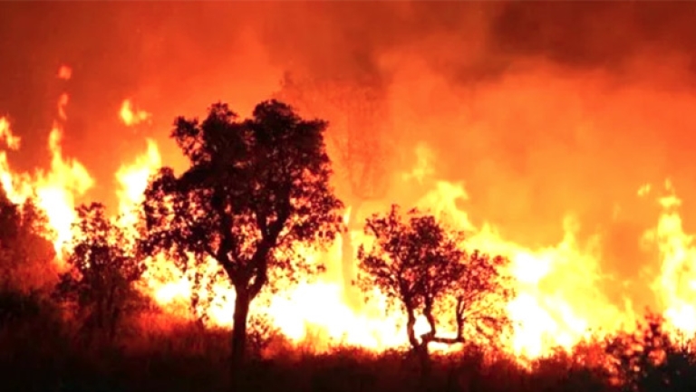 إتلاف أكثر من 28 هكتارا في حريق بغابة عين البرد
