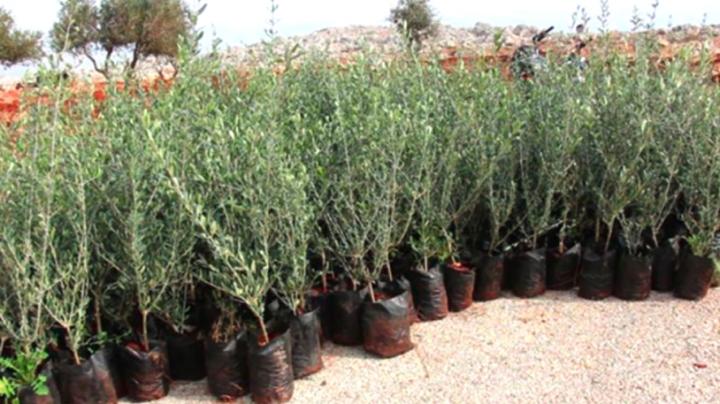 الشروع في غرس 90 ألف شجيرة زيتون