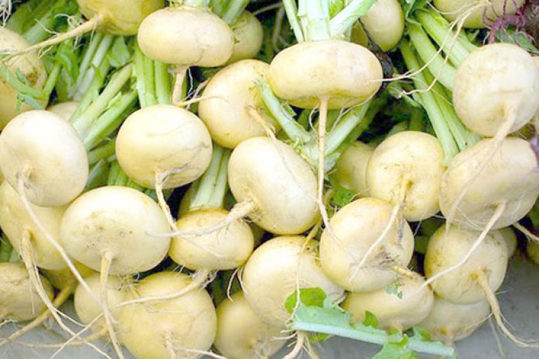 تحسن إنتاج «اللفت الأصفر» وارتفاع سعره