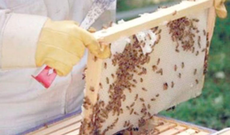باحث مصري يؤكد ريادة الجزائر في إنتاج العسل