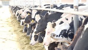 خنشلة قطب فلاحي لحوض الحليب