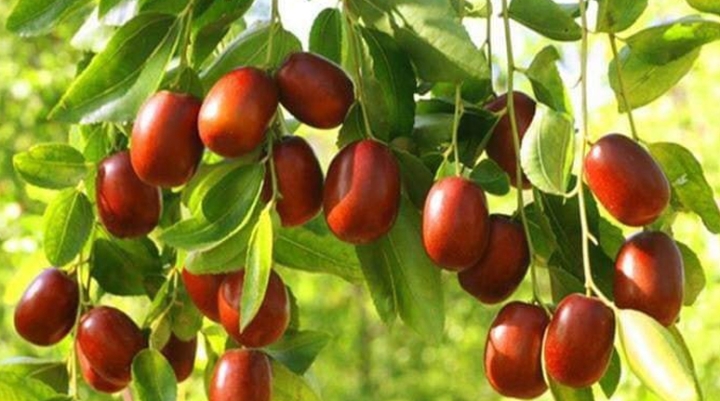 قصة ثمرة صغيرة صنعت هوية مدينة