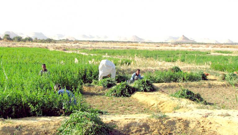 حشرة غريبة تجتاح الحقول وتقتل الحيوانات