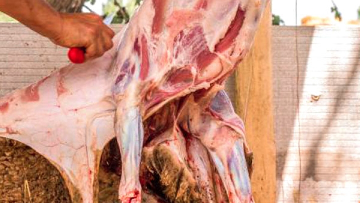 ضغط كبير على المذابح والإسطبلات أيام العيد"