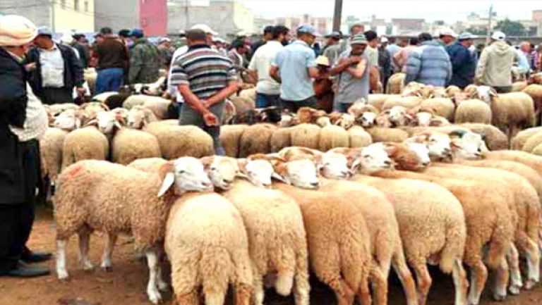 غلاء كباش العيد يقضي على ما تبقى في جيب "الزوالي"