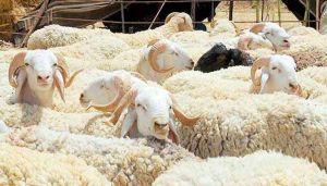 أسعار الأضاحي - أسواق تبسة