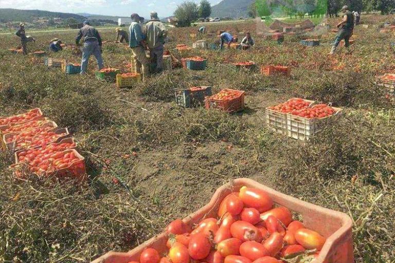 إنتاج قياسي للطماطم الصناعية هذا الموسم