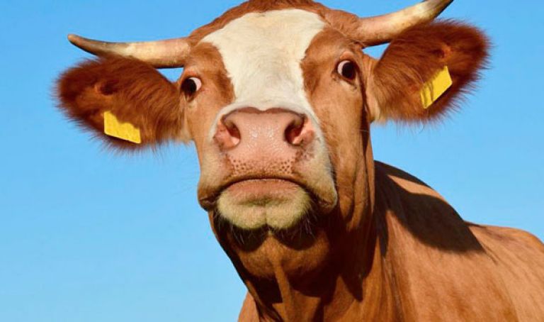 النمسا تحذّر من تقبيل البقر