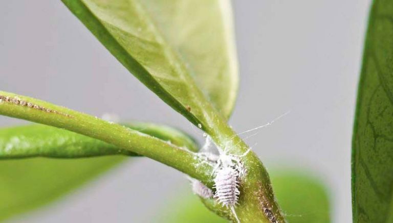 الدودة البيضاء تلحق أضرارا بـ32 فلاحا