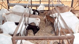 مساعدات لبعث تربية الماعز