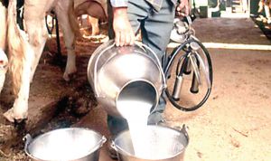 ولايات "حوض الحليب" الشرقية تلتقي غدا بخنشلة