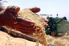 تراجع فاتورة واردات الحبوب في الأشهر الثمانية الأولى لـ 2015