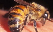 لدغات النحل تجر طفلك إلى غيبوبة طويلة