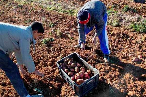 الغرفة الفلاحية بقالمة تراهن على إنجاح شعبة البطاطا