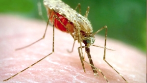 59 % من المصابين بداء الملاريا بطالون