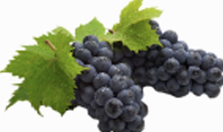 نجاح تجربة زراعة الكروم