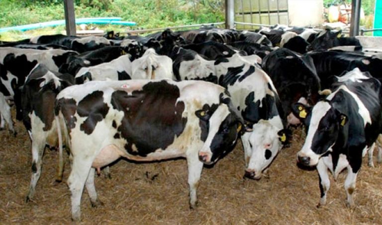 مديرية الفلاحة تؤكد التحكم في انتشار العدوى