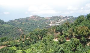 72 ألف هكتار من الغابات تبحث عن مستثمرين