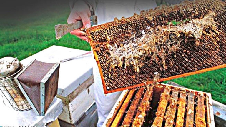 إنتاج 1980 قنطار من العسل بتبسة