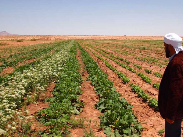 تسجيل 500 مخالفة لقانون الامتياز الفلاحي
