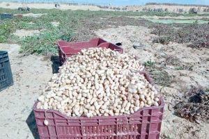 توقع إنتاج 121 ألف قنطار من الفول السوداني