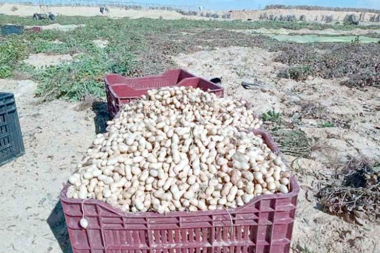 توقع إنتاج 121 ألف قنطار من الفول السوداني