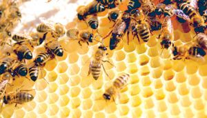 لقاء تكويني حول سبل الحفاظ على ملكة النحل