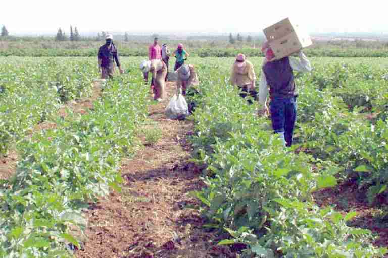 استفادة 600 فلاح من إعادة جدولة الديون