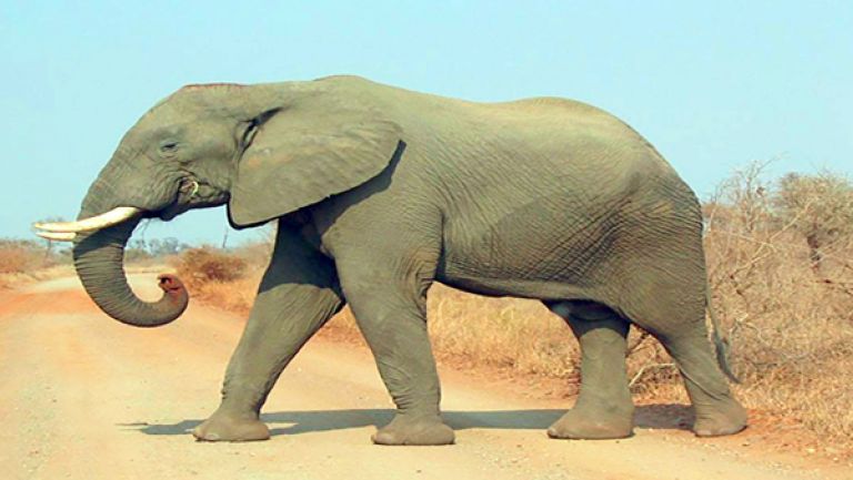 فيلة ترفع دعوى قضائية ضد حديقة حيوان!