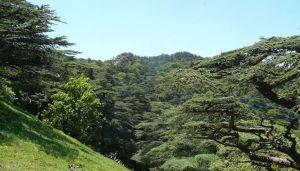 محافظة الغابات تحقق 500 مشروع ناجح