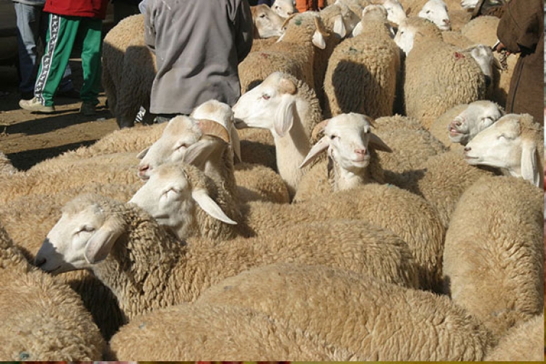 أسعار غير مستقرة لأضاحي العيد