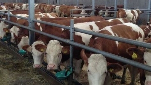 وصول ثاني باخرة محمّلة بـ2500 رأس من العجول