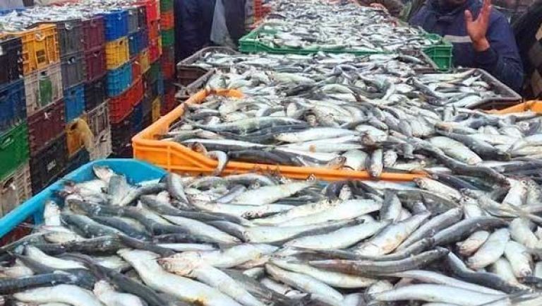 إنتاج أكثر من 1600 طن من الثروة السمكية بالساحل العاصمي