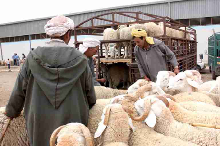 ارتفاع جنوني لأسعار الأضاحي بالبليدة