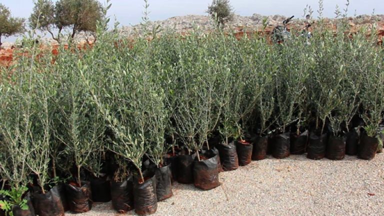 غرس 600 شجرة زيتون بقرية أقوني مزاين