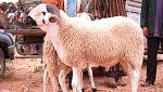 جمعية الإرشاد والإصلاح بعنابة تكتفي بالدعم نقدا
