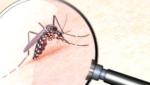 بعوض النمر الموجود في الجزائر غير ناقل للأوبئة
