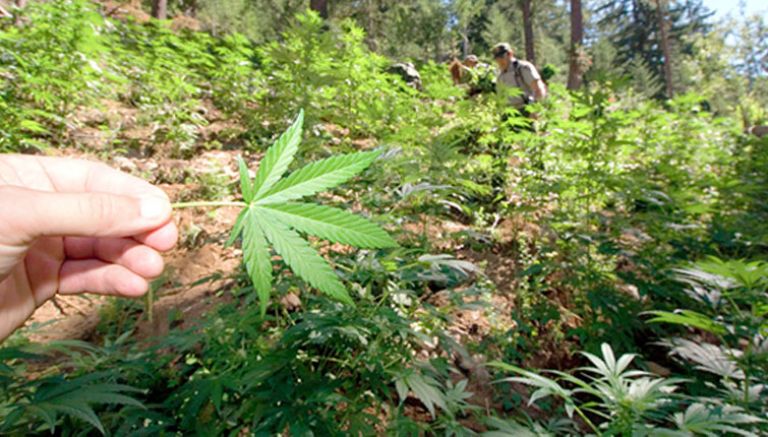 الماريجوانا لطلاب المدارس في كولورادو
