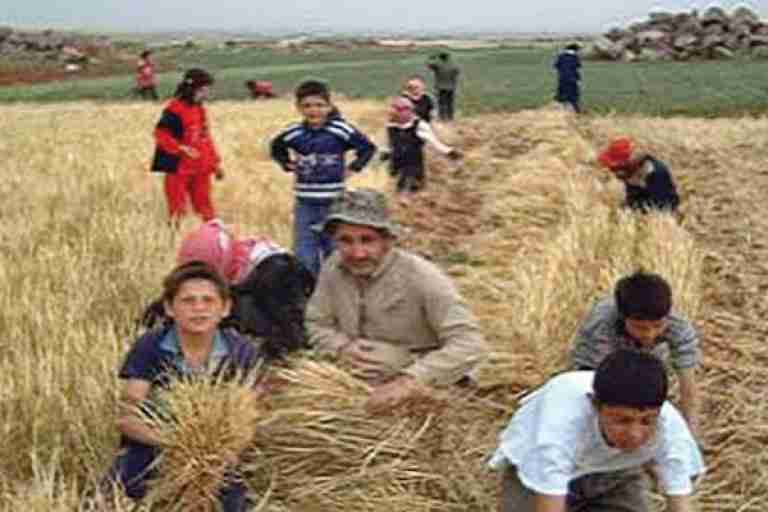 ‘’التويزة&quot;... عادة راسخة