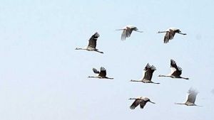 إطلاق عملية إحصاء دولية للطيور المهاجرة بوهران