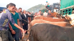 الأبقار بدل عن الكباش في عيد 2022