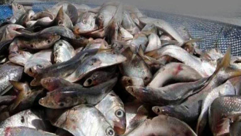 إنتاج 300 طن من السمك سنة 2020