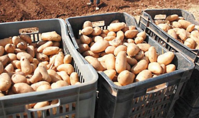 إنتاج البطاطا يقارب 50 مليون قنطار سنويا