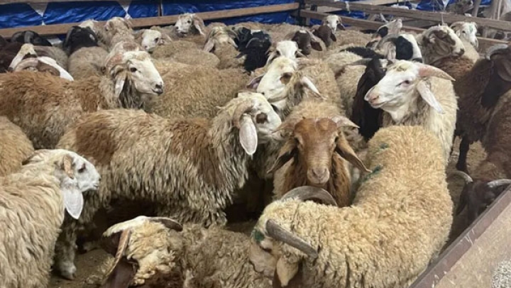 أسعار الأضاحي المستوردة مدروسة ومعقولة