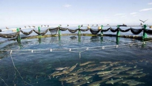 نجسد 600 مشروع لتربية المائيات لدعم الإنتاج السمكي