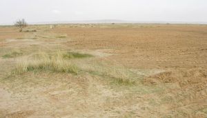 استنزاف حاد لمساحات الحلفاء بسعيدة