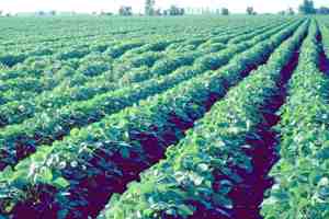 تخصيص 12 ألف هكتار لزراعة البقوليات